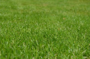 green lawn